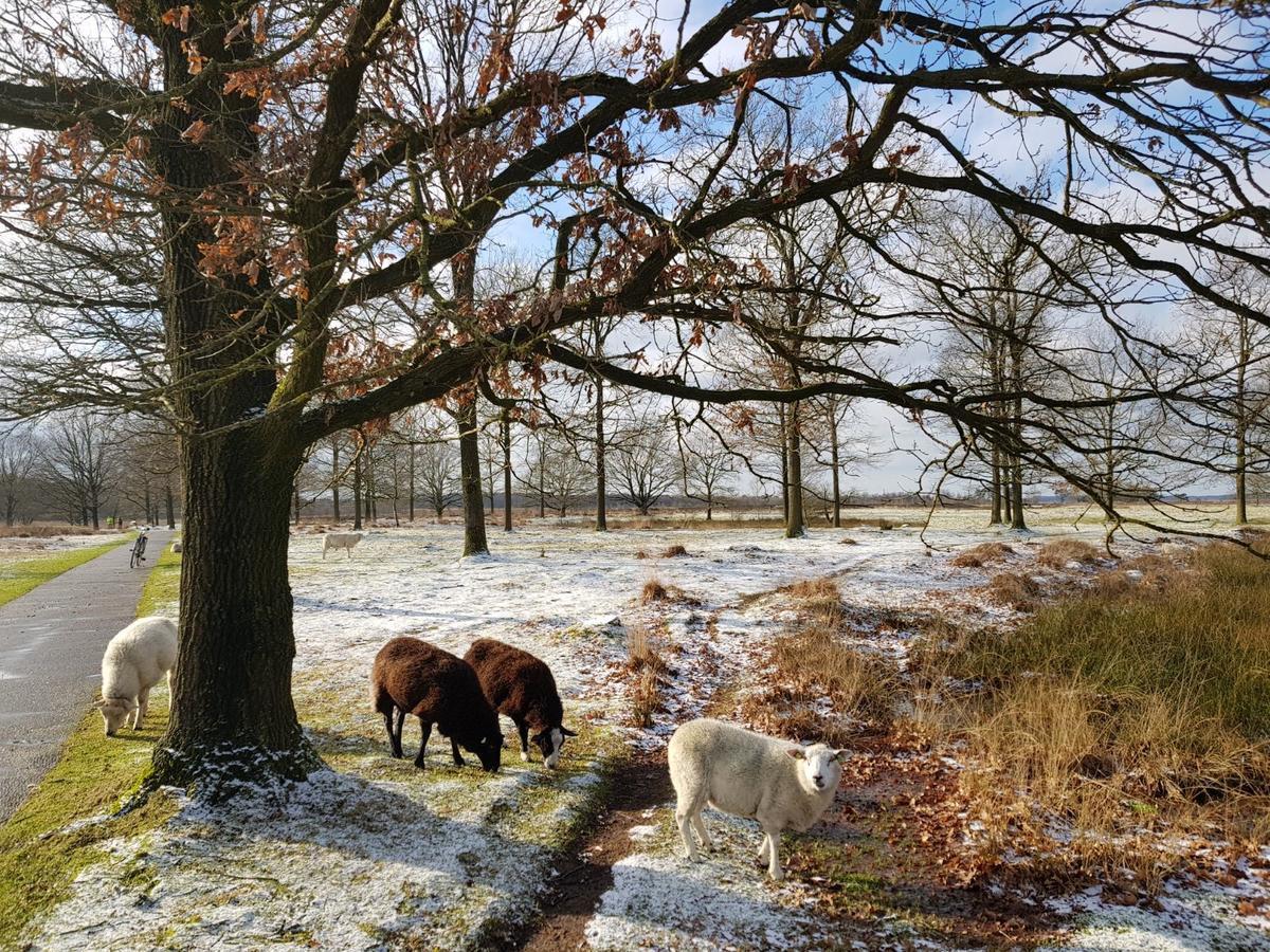 Hoeve Den Anholt Villa Ruinen Bagian luar foto