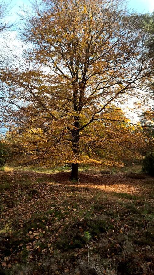 Hoeve Den Anholt Villa Ruinen Bagian luar foto